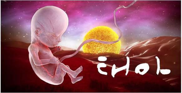 胚胎之内